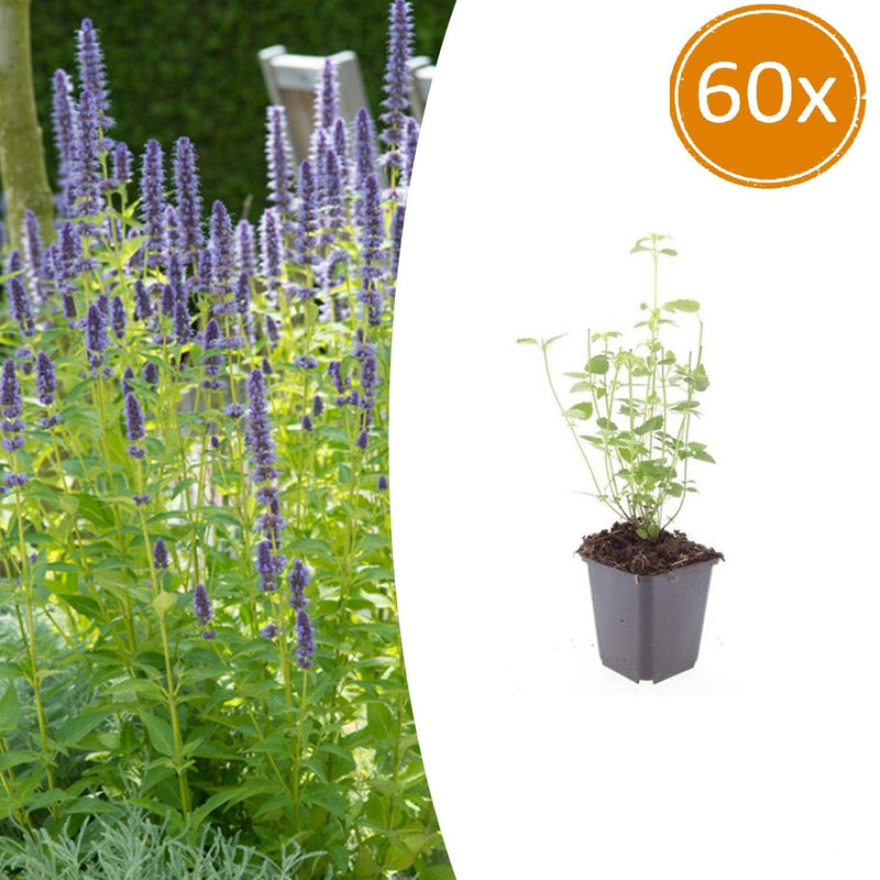 60x Agastache 'Black Adder' Staude - 10-25cm Topf-Ø9cm