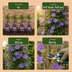 6x Clematis Justa - Waldrebe Justa - Hellblau - Kletterpflanze - Ø9cm - ↕35cm Bild 5