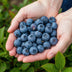 Blaubeere 'Goldtraube' (Vaccinium corymbossum) - 6 Pflanzen Bild 5