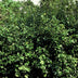 48x Euonymus fortunei 'Coloratus' - Zierstrauch für Beete & Bodendecker Bild 5