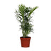 Chamaedorea Elegans Zwergbergpalme Ø12cm, 40cm hoch Bild 1