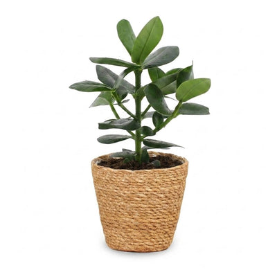 Green boutiQ - Clusia Princess - Clusia - 1 Pflanze - mit Korb - Topf 12cm - Höhe - 40cm