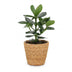Green boutiQ - Clusia Princess - Clusia - 1 Pflanze - mit Korb - Topf 12cm - Höhe - 40cm Bild 2