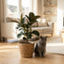 Gummibaum Ficus Elastica Cloe im Korb, pflegeleicht, 65cm Bild 5