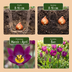 25x Tulipa Persian Pearl Lila - Frühlingsblüher Zwiebelgröße 6/7 Bild 4