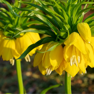 Fritillaria-Zwiebeln - Keizerskroon Lutea - 5 Stück