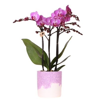 Kolibri Orchids | Violette Vienna Orchidee + Bloom Übertopf violett – Topfgröße Ø9cm | blühende Zimmerpflanze – frisch vom Züchter