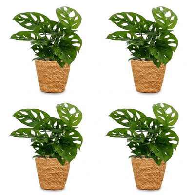 Green boutiQ - Monstera Adansonii - Monstera Adansonii - 4 Pflanzen - mit Korb - Topf 12cm - Höhe - 25cm