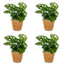 Green boutiQ - Monstera Adansonii - Monstera Adansonii - 4 Pflanzen - mit Korb - Topf 12cm - Höhe - 25cm Bild 2