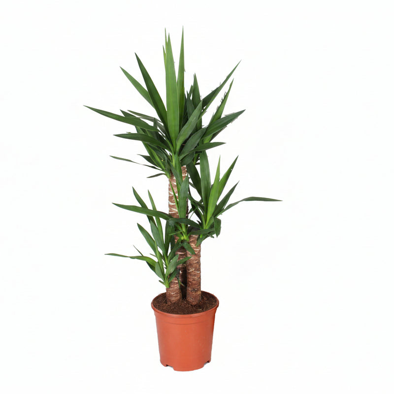Yucca plant in a 21cm pot, approx. 90cm high