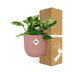 Scindapsus Marble Queen Topf ELHO Vibes 14 cm rosa – Luftreinigende Zimmerpflanze Bild 4