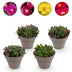 GreenboutiQ Bodendecker Delosperma Mix - 4 Pflanzen, winterhart Bild 1