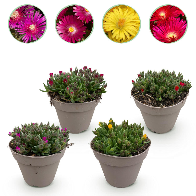 GreenboutiQ Bodendecker Delosperma Mix - 4 Pflanzen, winterhart