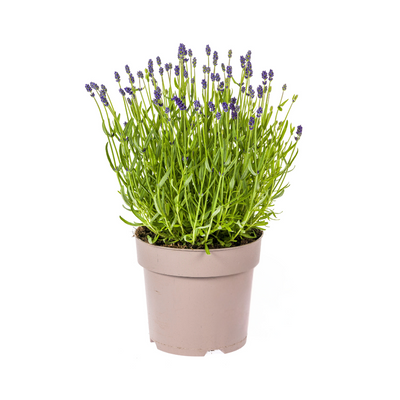 Lavendel angustifolia Ø19cm - 40-50cm – Duftende Blütenpracht für sonnige Plätze