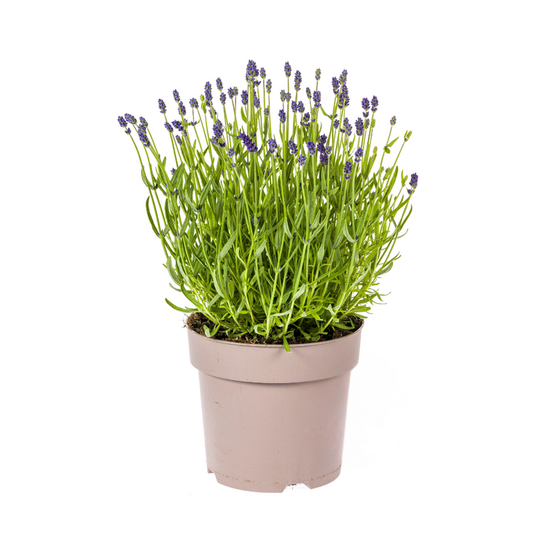 Lavender angustifolia Ø19cm - 40-50cm – Fragrant blossoms for sunny spots