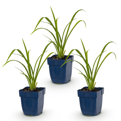 Green boutiQ - Perennial - Hemerocallis Mauna Loa - Daylily - Bee and Butterfly Attractors - Orange - 3 Plants - Pot 11cm - Height 15-25cm