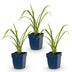 Green boutiQ - Perennial - Hemerocallis Mauna Loa - Daylily - Bee and Butterfly Attractors - Orange - 3 Plants - Pot 11cm - Height 15-25cm Bild 2