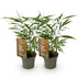 Fargesia Asian Wonder Bambus, nicht wuchernd, 2 Pflanzen, Topf 14cm Bild 2