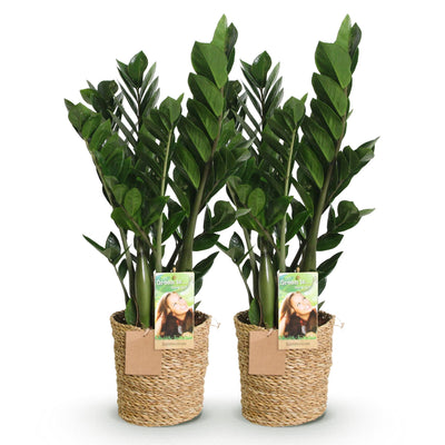 ZZ-Pflanze (Zamioculcas) im Korb, pflegeleicht, 2 Pflanzen