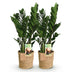 ZZ-Pflanze (Zamioculcas) im Korb, pflegeleicht, 2 Pflanzen Bild 2
