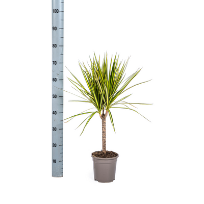 Dracaena Marginata Sunray Ø17cm - 60-80cm - Elegant Blattwerk mit Sonnenschein
