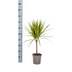 Dracaena Marginata Sunray Ø17cm - 60-80cm - Elegant Blattwerk mit Sonnenschein Bild 2