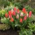 40x Tulipa Greigii Mix Zwiebeln - Farbenfrohe Frühlingsblüher (Größe 11/14) Bild 2