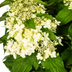 Hydrangea paniculata 'White' - Ø24cm, 70-80cm Bild 3