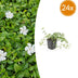 24x Vinca minor 'Gertrude Jekyll' - Bodendecker - 10-25cm Bild 1