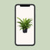 Asplenium Antiquum - Japanischer Nestfarn (Ø23cm, ↕60cm) Bild 5