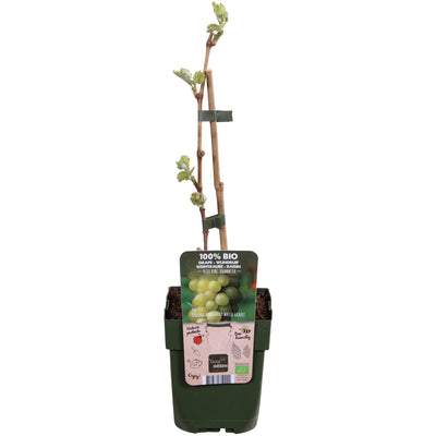 Bio Johanniter Weinrebe (Vitis vinifera) im 13cm Topf, 45cm hoch