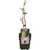 Bio Johanniter Weinrebe (Vitis vinifera) im 13cm Topf, 45cm hoch Bild 2