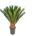 Cycas Revoluta (Sago-Palme) Ø17, H60cm - Exotischer Hingucker Bild 1