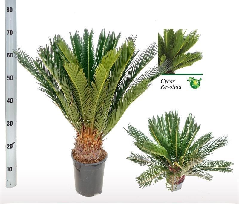 Cycas Revoluta (Sago-Palme) Ø17, H60cm - Exotischer Hingucker