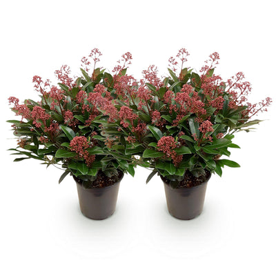 GreenboutiQ - Terrassenpflanze - Skimmia japonica Rubella - Blüte Rot - 40+ Blüten - 2 Pflanzen - Winterhart - Topf 19cm Höhe 60cm