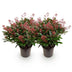 GreenboutiQ - Terrassenpflanze - Skimmia japonica Rubella - Blüte Rot - 40+ Blüten - 2 Pflanzen - Winterhart - Topf 19cm Höhe 60cm Bild 2