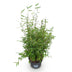 Fargesia nitida 'Red Dragon' - Non-running Bamboo, 80 cm, 23 cm Pot Bild 2