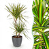 Dracaena Sunray (Drachenbaum) mit Topf, 90-100cm, Pflegeleicht Bild 1