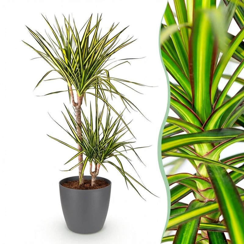 Dracaena Sunray (Drachenbaum) mit Topf, 90-100cm, Pflegeleicht