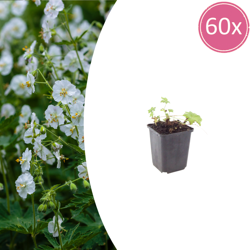 60x Storchschnabel 'White Ness' – Bodendecker, 10-25cm, Ø9cm