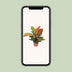 Philodendron Prince of Orange, Ø17cm, ↕45cm - Exotic Decor Bild 5