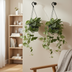 Scindapsus Pictus (Epipremnum) - Set of 2, Ø15cm, H20cm Bild 5