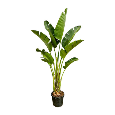 Strelitzia Augusta - Weißer Paradiesvogel - 250cm