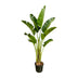 Strelitzia Augusta - Weißer Paradiesvogel - 250cm Bild 1