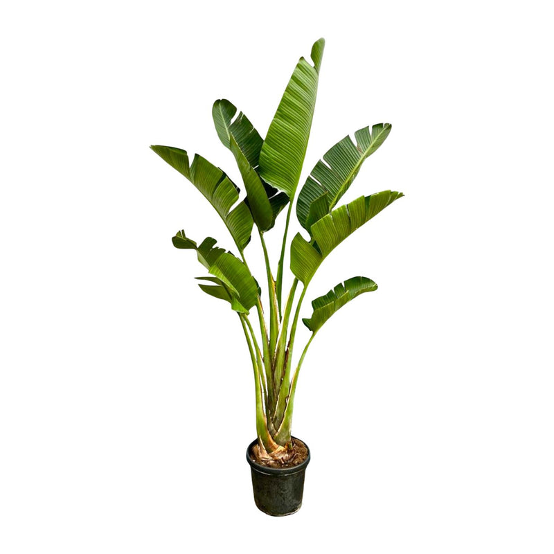 Strelitzia Augusta - Weißer Paradiesvogel - 250cm