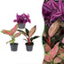 Baby Paradise Mix: 3 tropische Pflanzen im 6cm Topf Bild 1