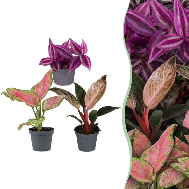 Baby Paradise Mix: 3 tropische Pflanzen im 6cm Topf