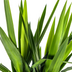 Yucca Elephantipes Pflanze Ø27cm, 150-170cm - Robuste Grünpflanze Bild 5