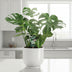 Monstera Deliciosa 'Fensterblatt' Zimmerpflanze Ø21cm, H65cm Bild 3