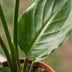 Green boutiQ - Strelitzia Reginea - Paradiesvogelblume - 1 Pflanze - mit Seegraskorb - Topf 12cm - Höhe 35cm Bild 4